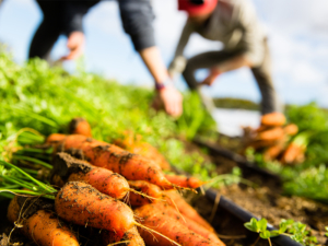 Carrots in garden in focus with gardeners in blurry background